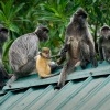 Hulman stribrny - Trachypithecus cristatus - Silvered leaf monkey or Silvery langur o8844